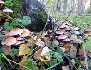 Сопливые грибы но не маслята