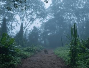 Экваториальные леса южной америки Где находится сельва