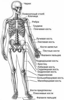 Строение костей ноги человека. Анатомия костей нижних конечностей. Зачем нужны хрящи