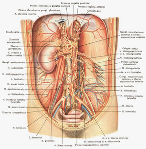 Человек и его внутренние органы. Что, какие органы находятся справа под ребрами – сбоку, спереди, сзади? Органы брюшного отдела
