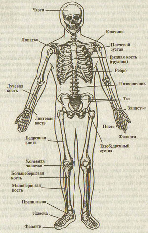Кости человека и их названия. Общая анатомия скелета. Строение костей