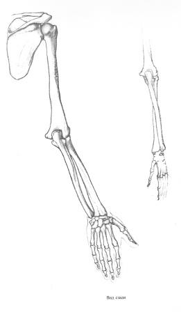 Анатомия руки сухожилия. Межфаланговые суставы кисти. Запястно-пястные суставы кисти