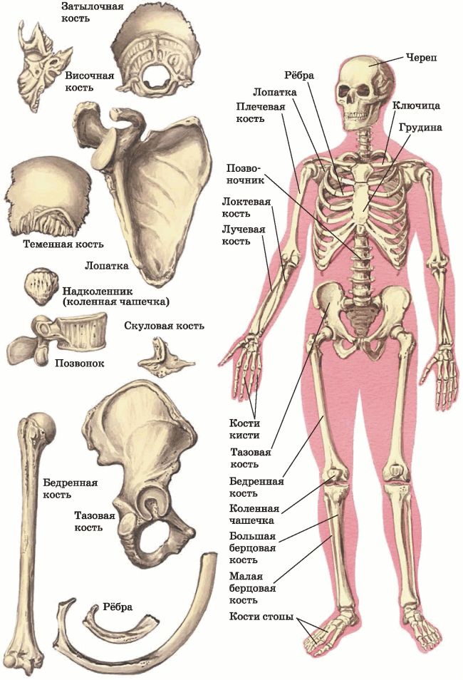 Формы костей человека и их примеры. Лабораторные и практические работы. Из чего состоит опорно-двигательный аппарат